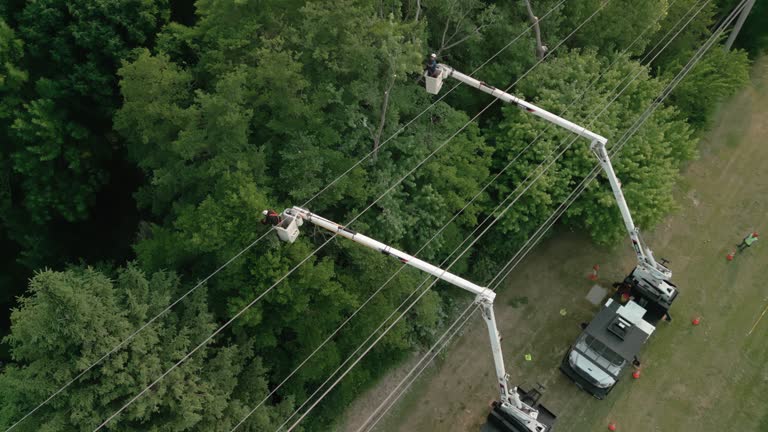 How Our Tree Care Process Works  in  Euharlee, GA